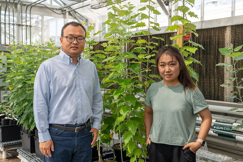  Brookhaven National Laboratory Research Team Identifies Key Protein for Larger, Tougher Crops for Fuel, Bioproducts