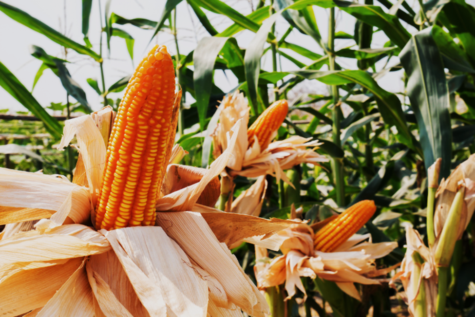 EFSA GMO Panel Releases Scientific Assessment of GM Maize T25