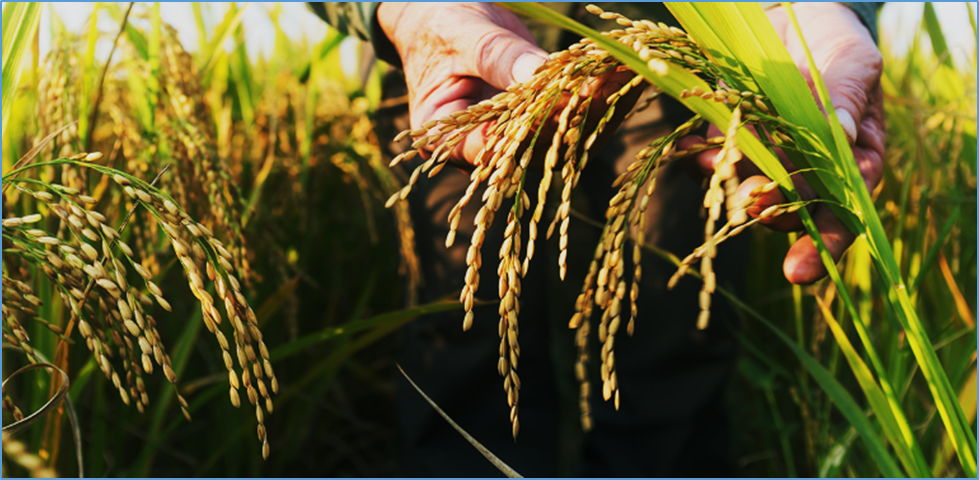 Engineering source-sink relations by prime editing confers heat-stress resilience in tomato and rice