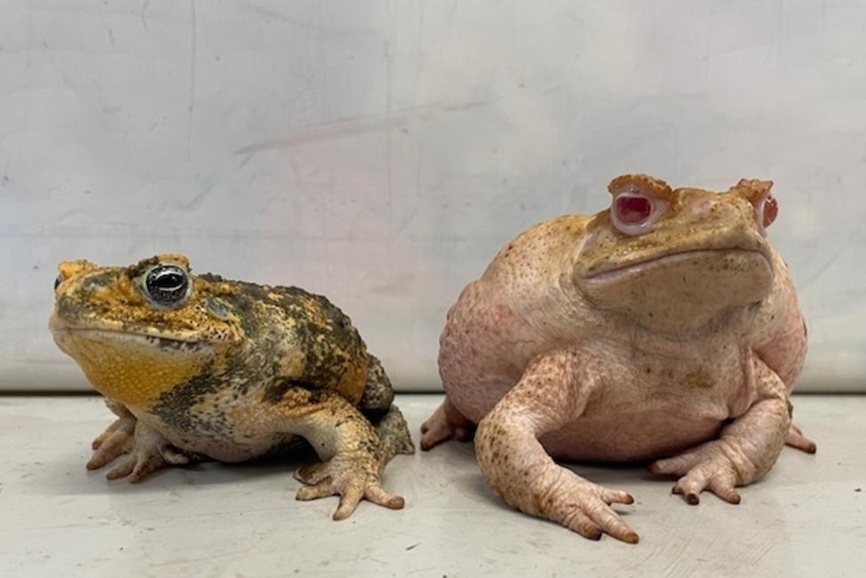 Gene-Edited Cane Toads Shed Light on Albinism