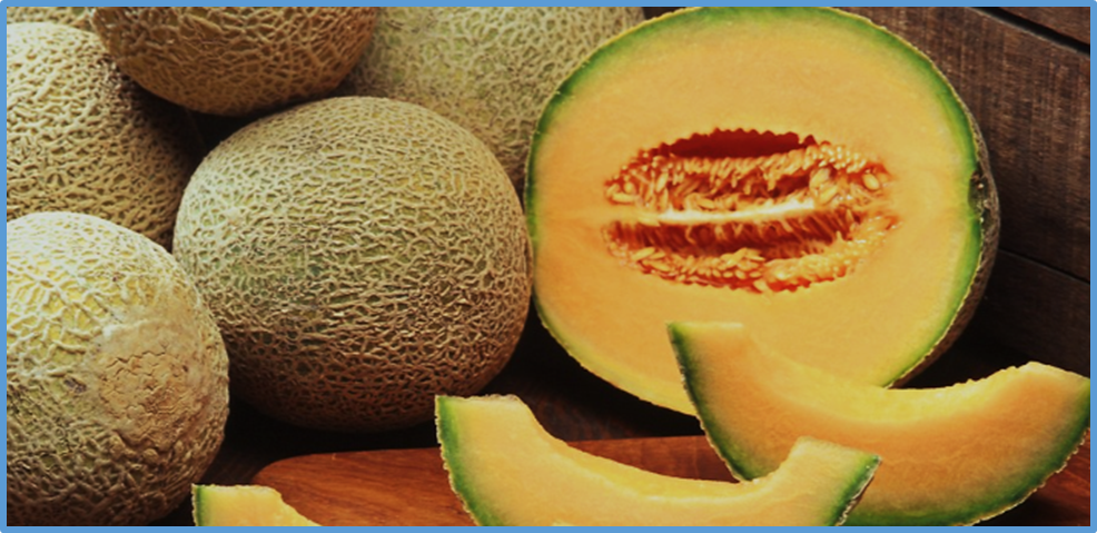 Genetic and histological characterization of a dwarf mutant in melon (Cucumis melo L.) reveals potential for breeding semi-dwarf cultivars