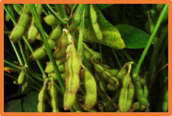 Genome-wide identification of the SAM-dependent methyltransferase members and functional analysis of GmSAMMt30 in soybean (Glycine max) under salt-alkali stress