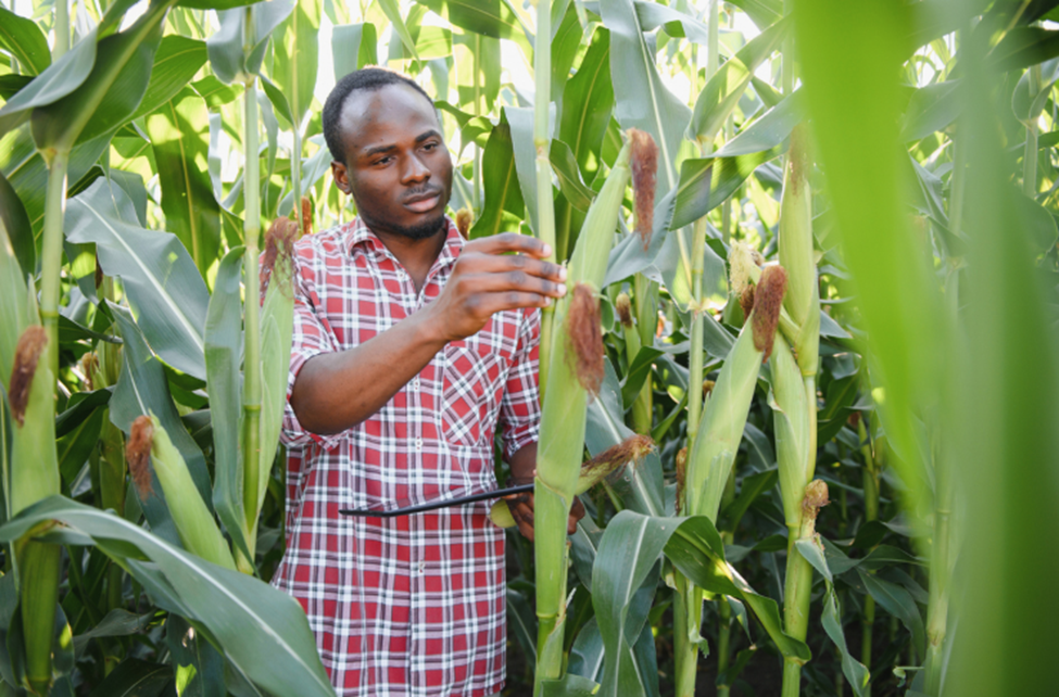 High Seed Costs and Consumer Resistance Impede GM Maize Adoption in Ghana