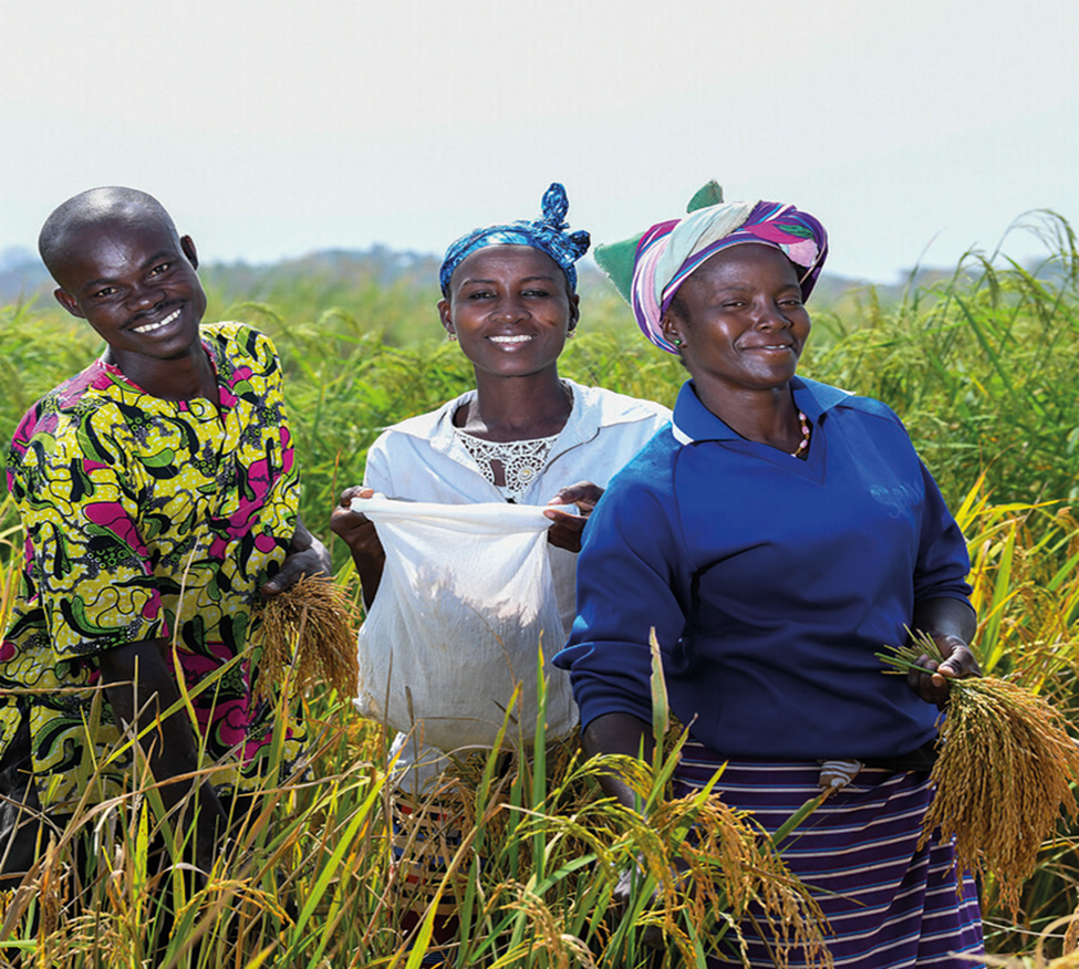 How AfricaRice transforms shared tools into impact for rice breeding