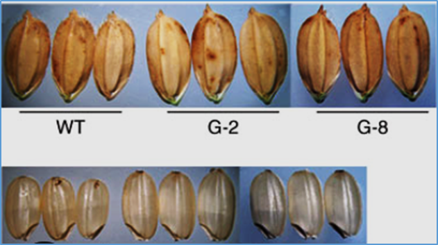 Identification of an adaptor protein 2σ gene for OsTGW12 to determine grain weight and potentiate quality breeding in rice