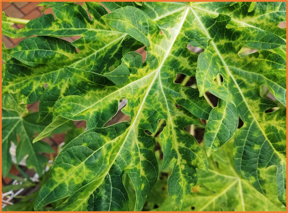 Pearl Bodies as a Potential Source of Secondary Transmission of Papaya Leaf Distortion Mosaic Virus in Carica papaya