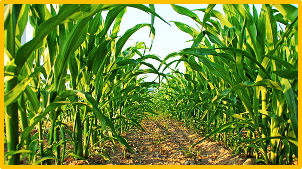 Progress in Transcriptomics and Metabolomics in Plant Responses to Abiotic Stresses