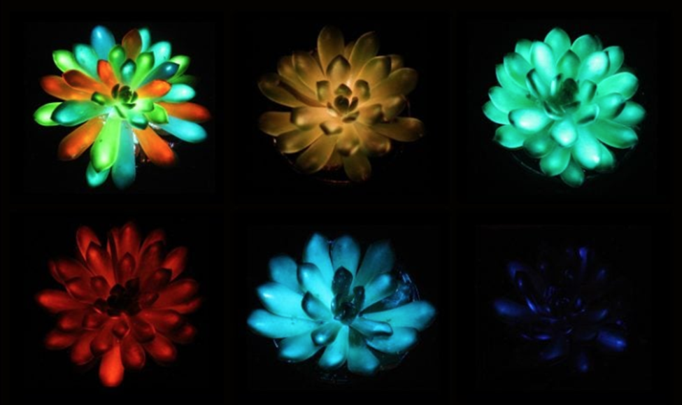 Sunlight-Recharged Glow-in-the-dark Succulents New Way to Plant-based Lighting Systems