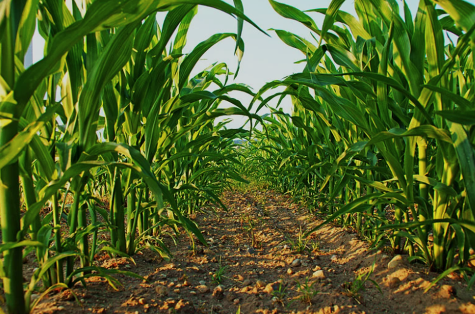 The regulatory role of ZmSTOMAGEN1/2 in maize stomatal development is elucidated via gene editing and metabolic profiling