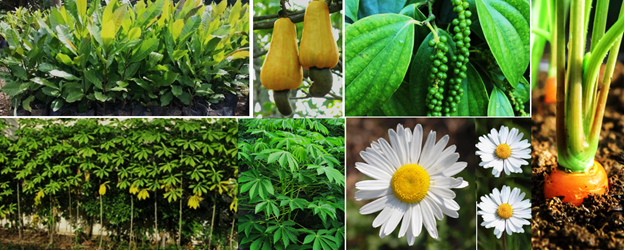 THE IAS RESEARCH ACTIVITIES IN 2025 FIRST SIX-MONTH PERIOD